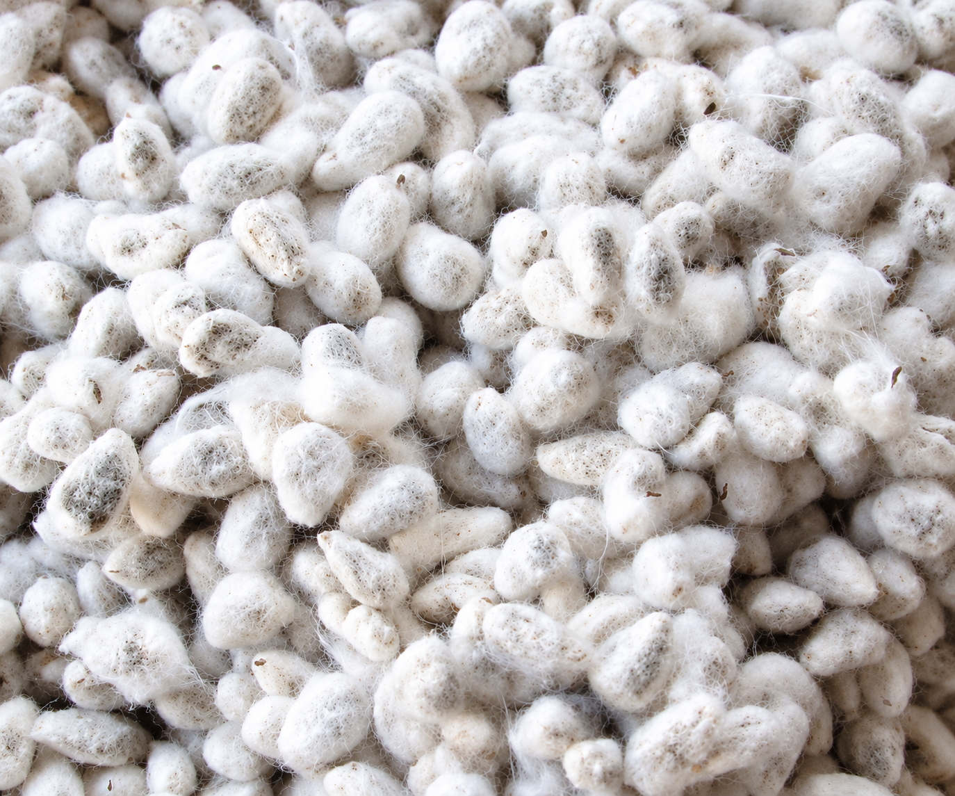 High-Grade Cotton Seed